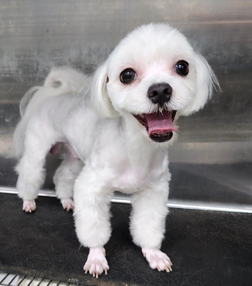 제천시 동물보호센터_443440202300266